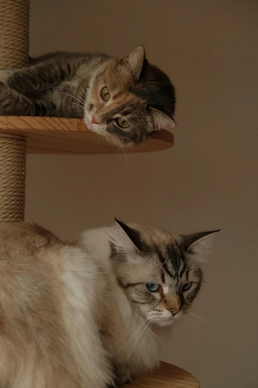 two cats sit on a cat tree in their habitat