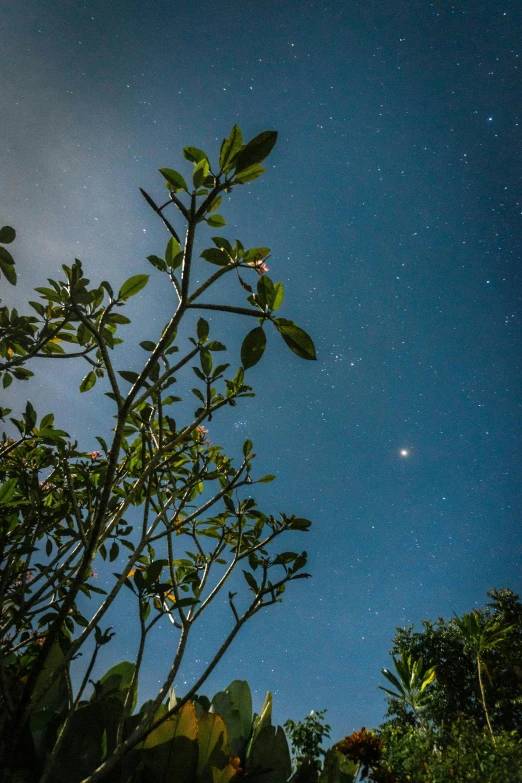 a plant and its leaves under the night sky