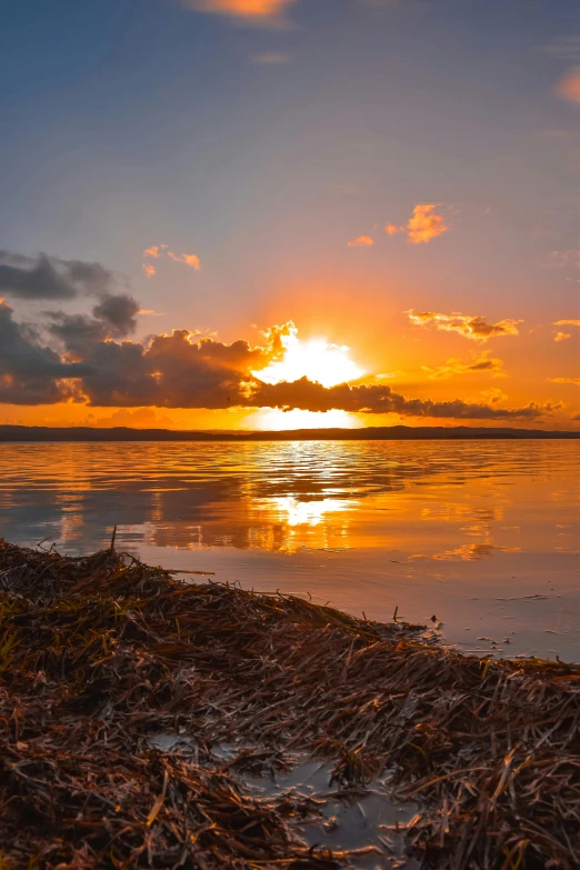 a bird sits on the shore at sunset