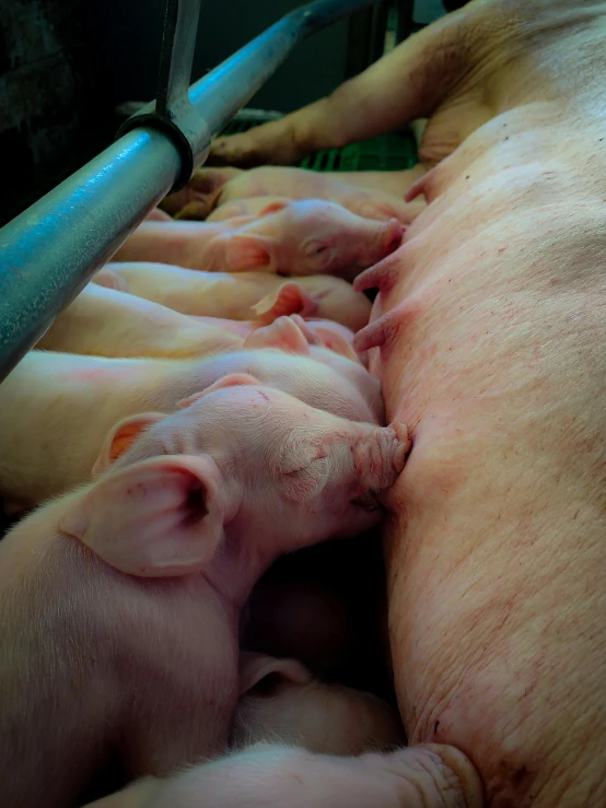 four pigs laying down and a baby one is sleeping in the middle