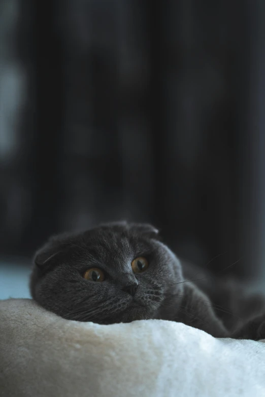 a gray cat with large brown eyes lying on top of a cushion