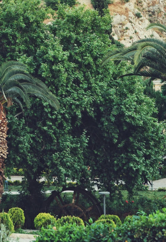 a fruit tree surrounded by lush green bushes and trees