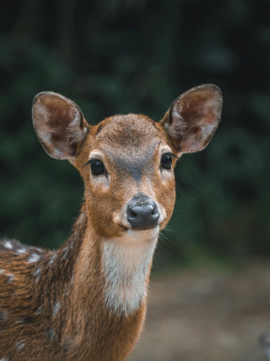 a young deer is looking at the camera