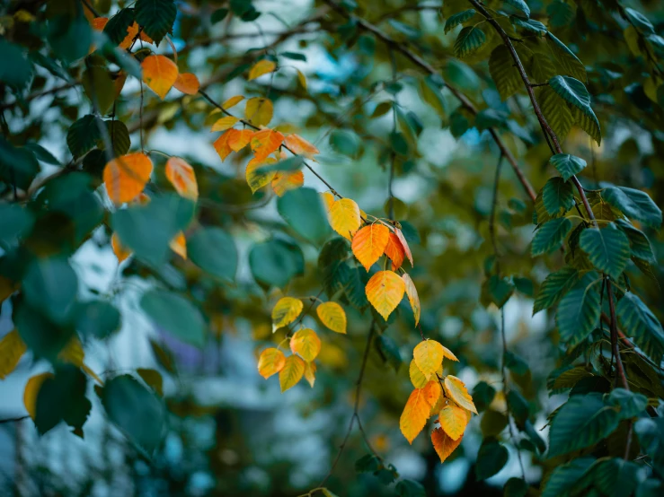 the leaves are changing from green to yellow