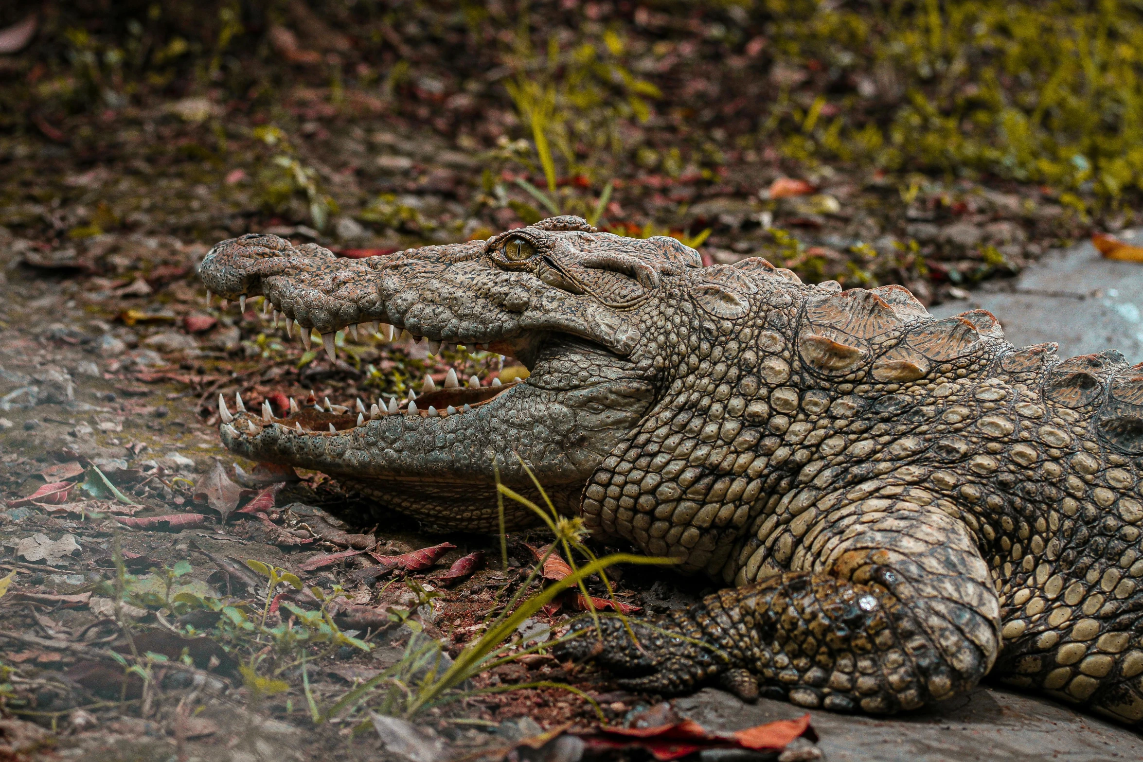 an alligator is lying on the ground with his mouth open