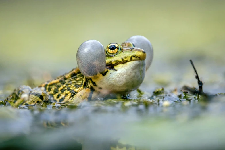 a frog is sitting in the grass with two eggs