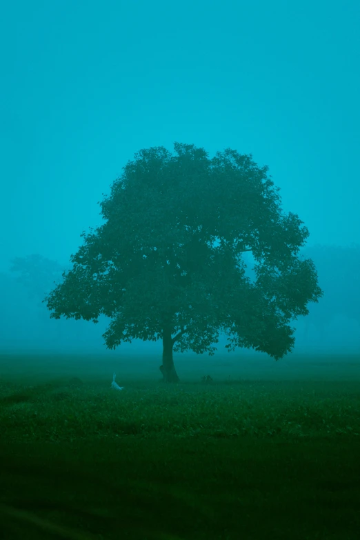 a tree that is near grass in the sky