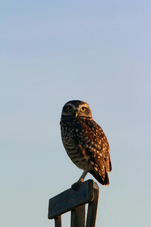 an owl standing on top of a wooden sign