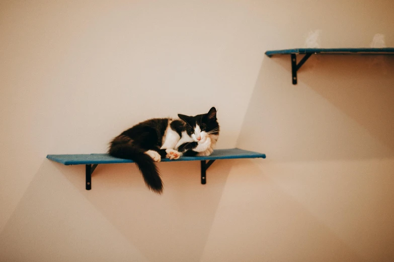 a black and white cat laying on a blue bench