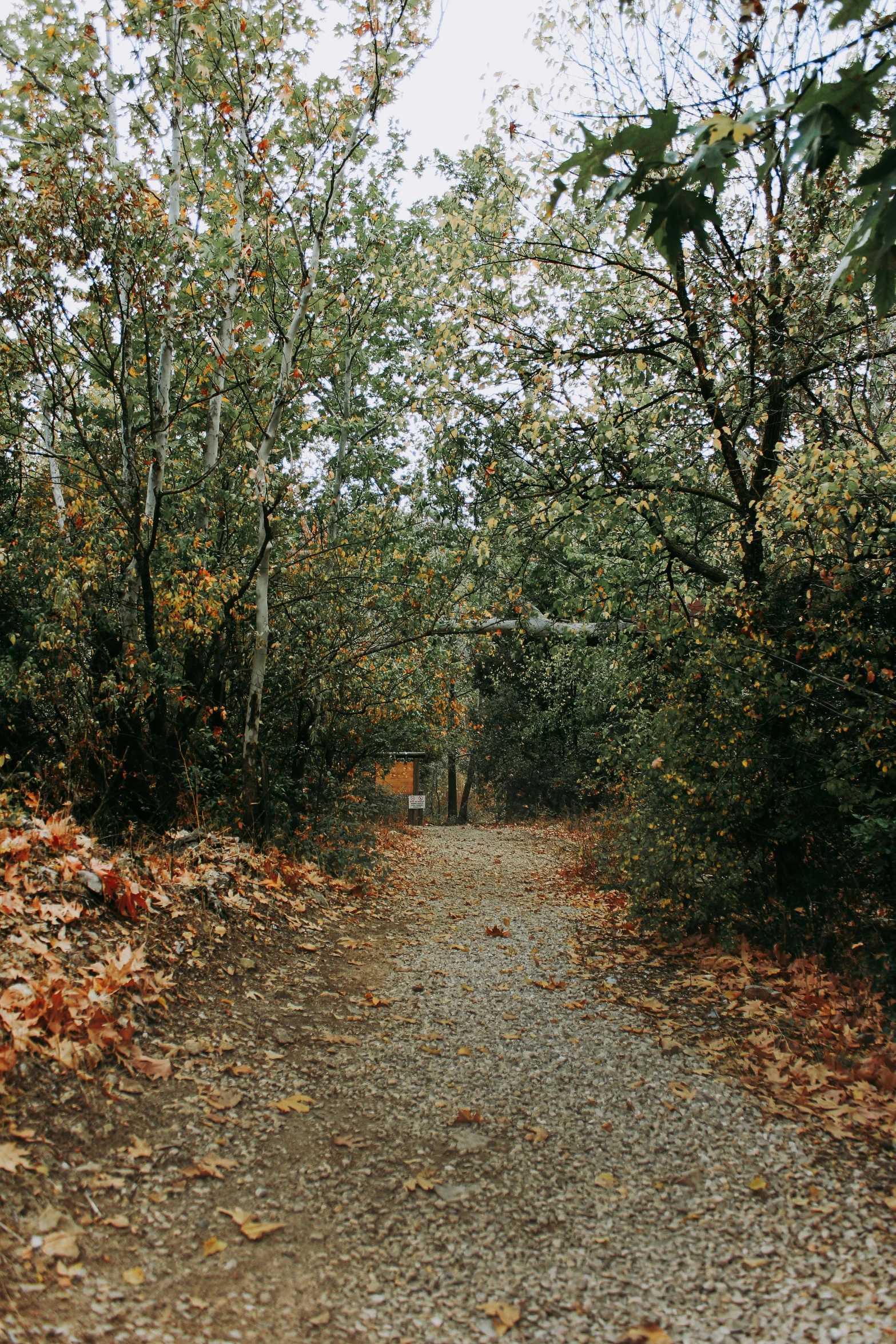 a dirt road is surrounded by leaf strewn trees