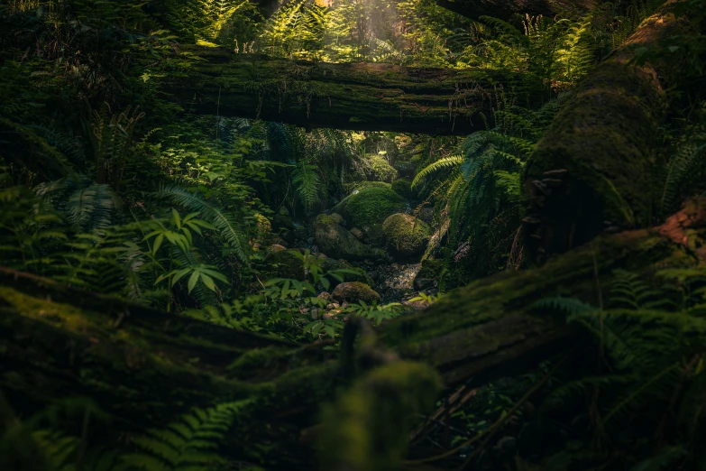 an array of trees and ferns in a dense rainforest