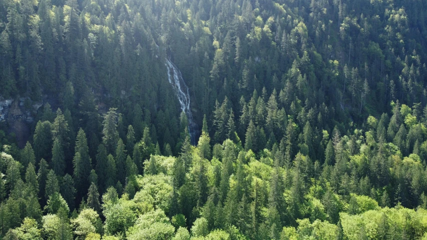 a bunch of trees that are sitting in the forest