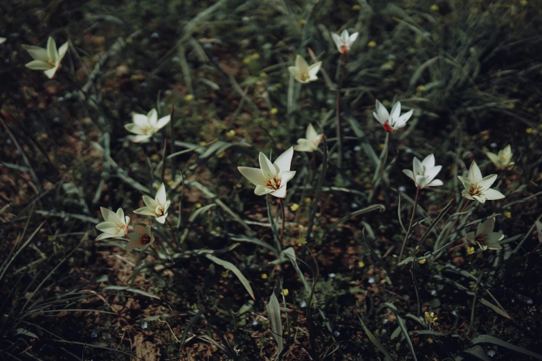 a bunch of white flowers that are standing in the grass