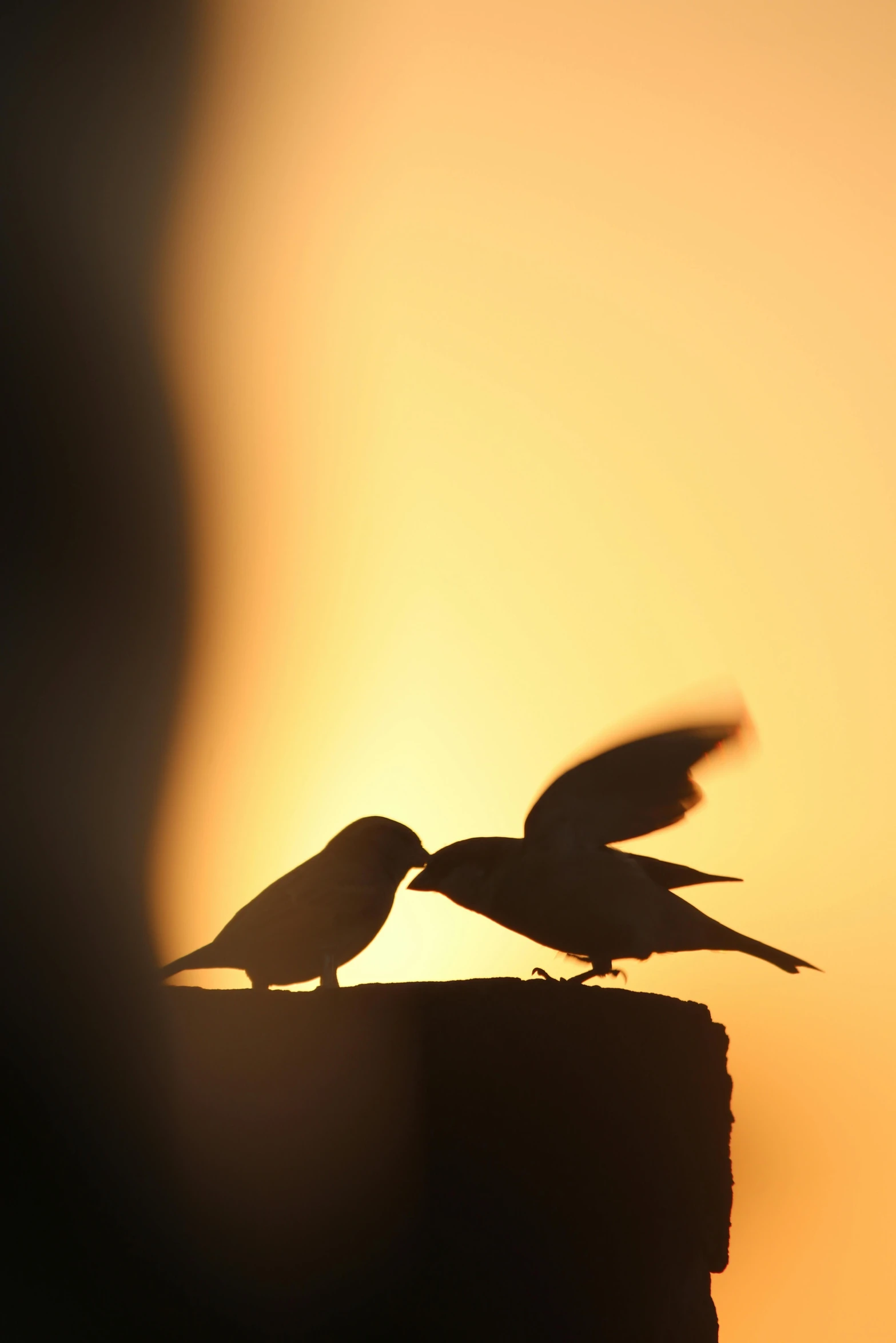 two birds standing on the edge of a wall and one is landing