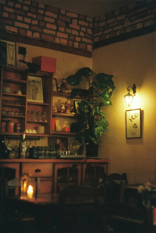 room with a large plant in the corner and a candle