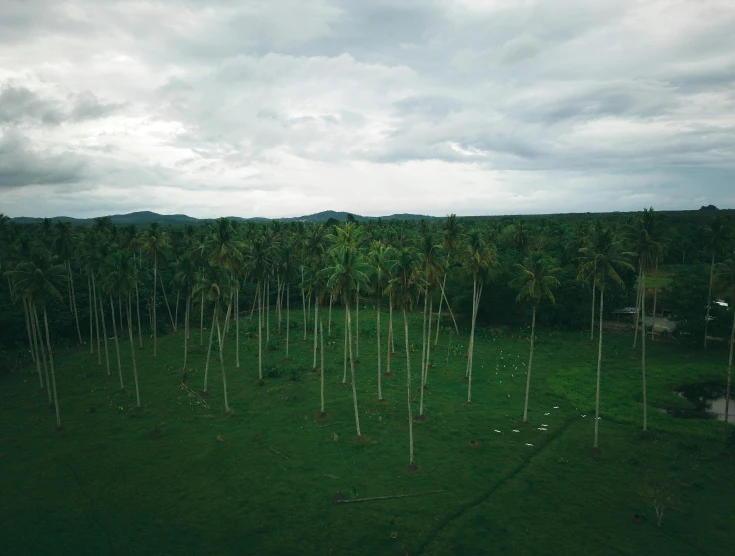 a large grassy field next to an array of palm trees