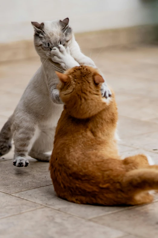 a cat laying on its back and an orange kitten standing on its head