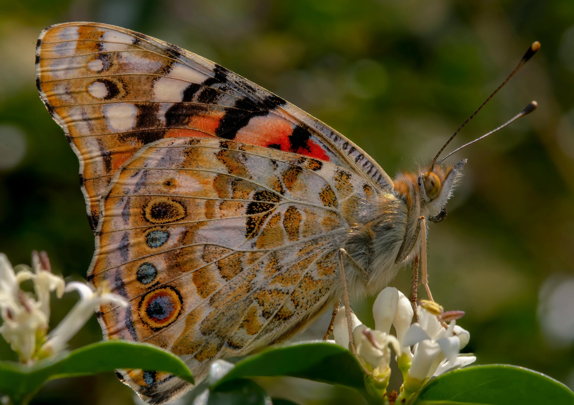 a large, orange erfly perches on an orange flower