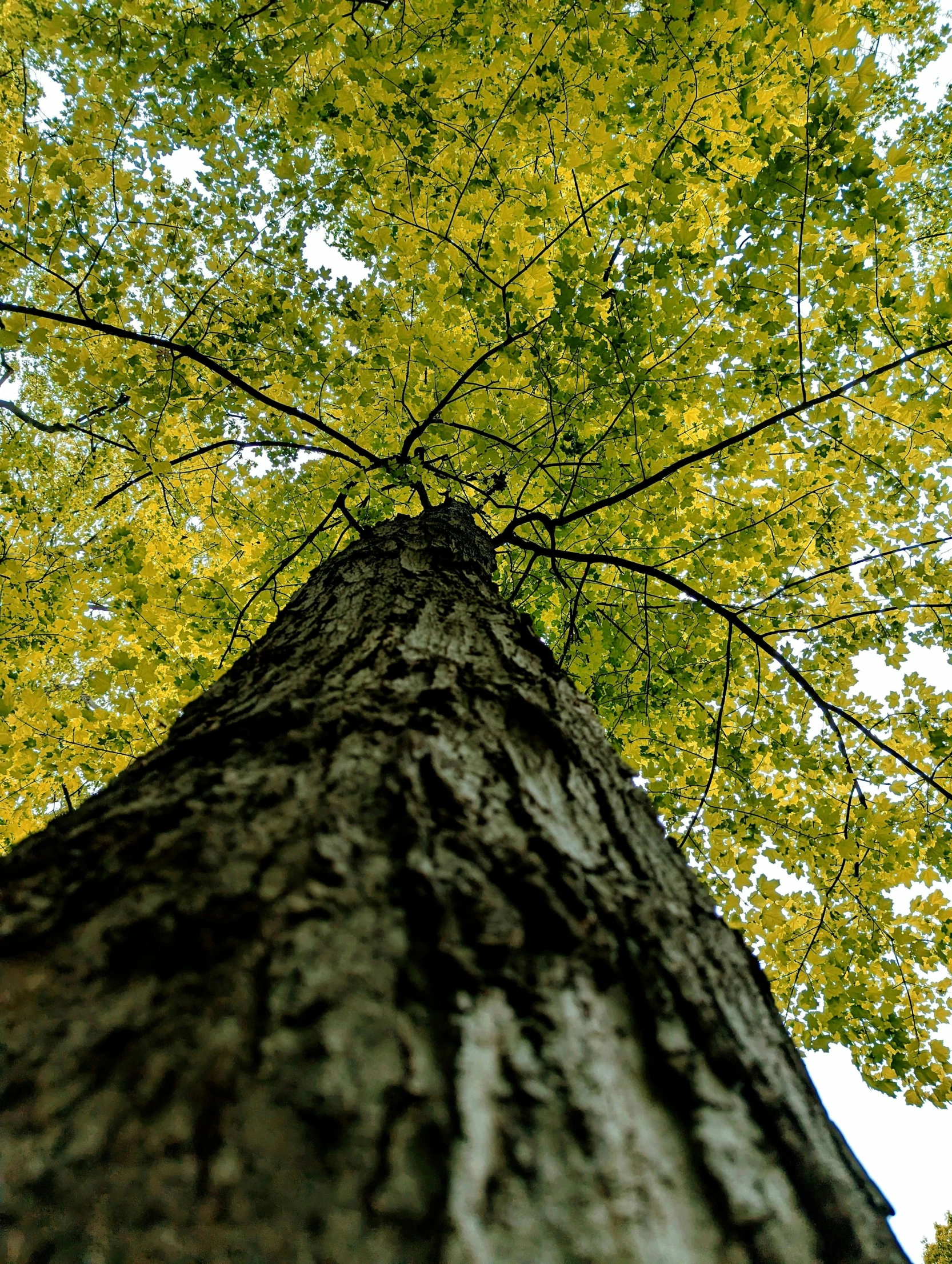 looking up the canopy of a tree from below