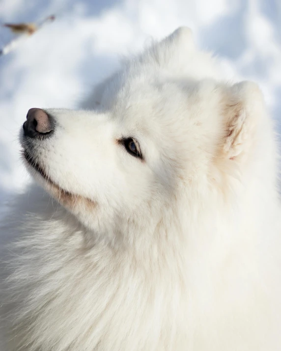 a white dog is outside in the snow