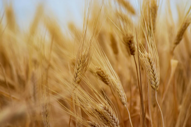 a large crop of wheat standing in the middle of nowhere