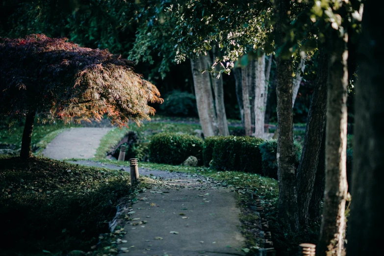 a tree sitting next to a park bench under the leaves