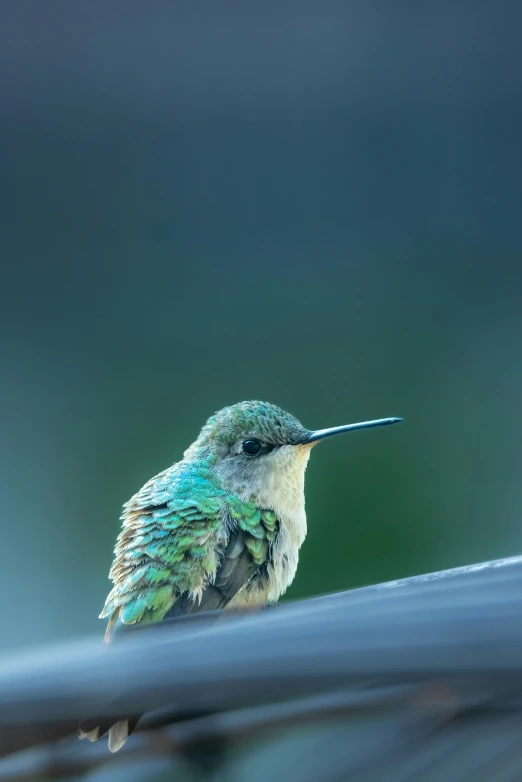 a small, colorful bird perched on the edge of the water