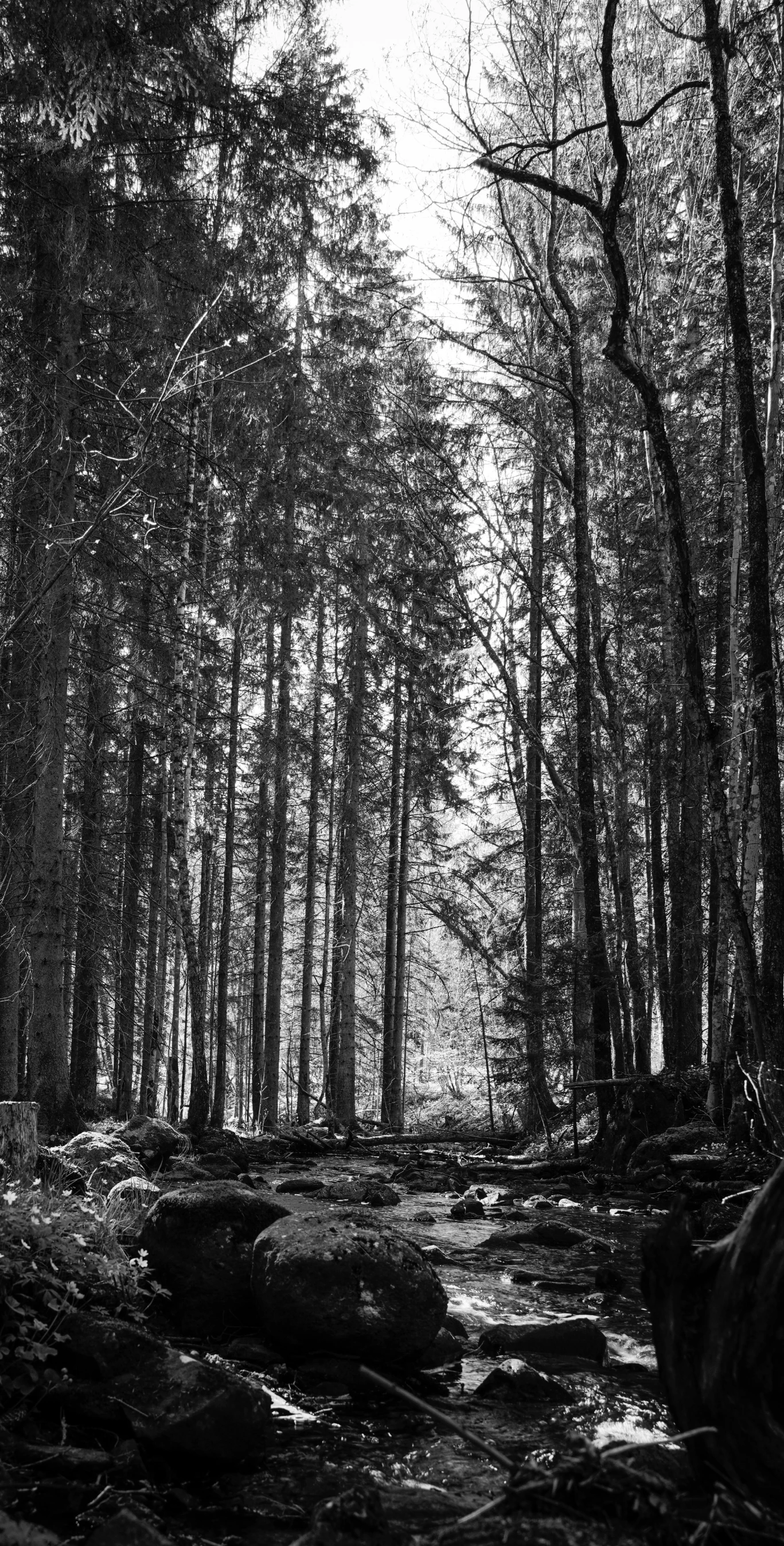 the forest has a lot of trees and rocks