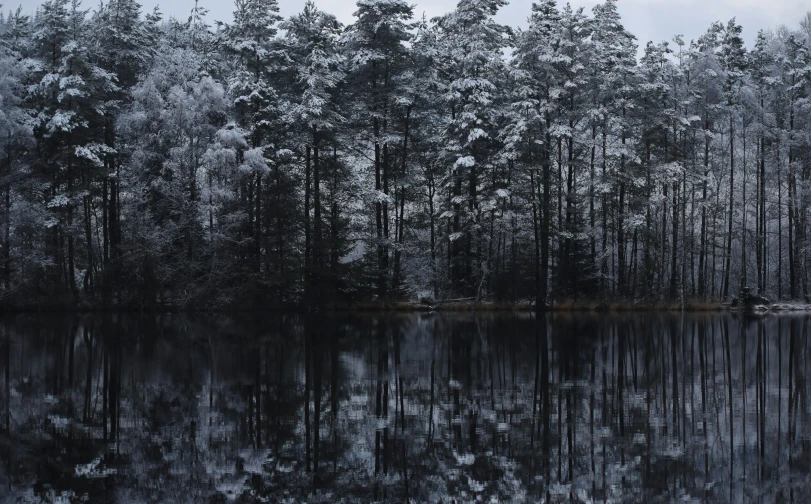 trees that are around a body of water