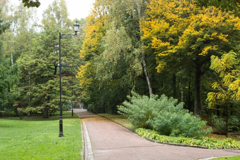 a park area with trees, shrubs and pathway