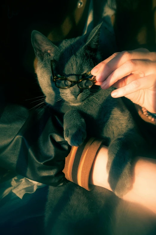 a woman holding a small gray cat on her arm