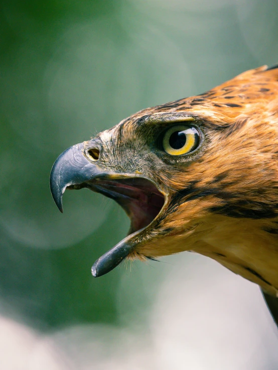 a close - up of the head and beak of a falcon