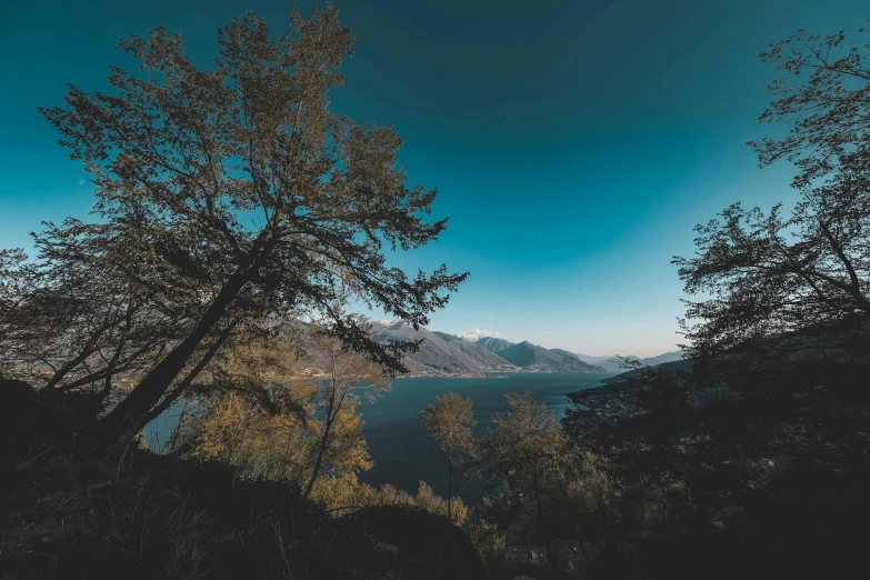 a full view of a tree and some mountains