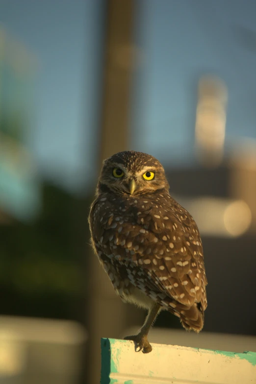 an owl that is standing on top of a wall