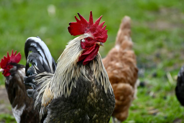 there are many different types of chicken in the field