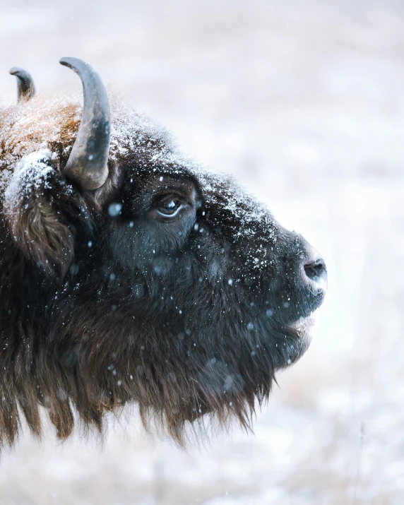 an buffalo in the snow looking into the distance