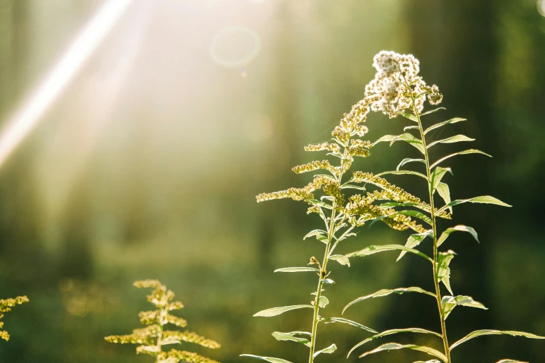 a flower in the foreground and light at the back