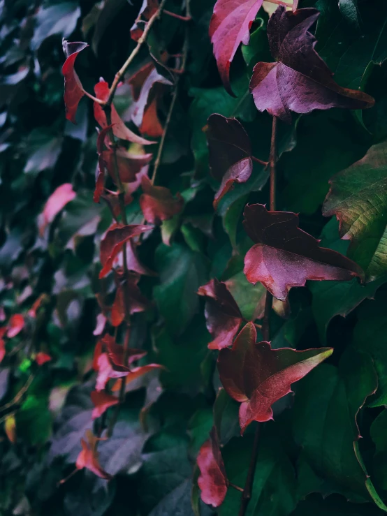 a bush full of red green and purple leaves