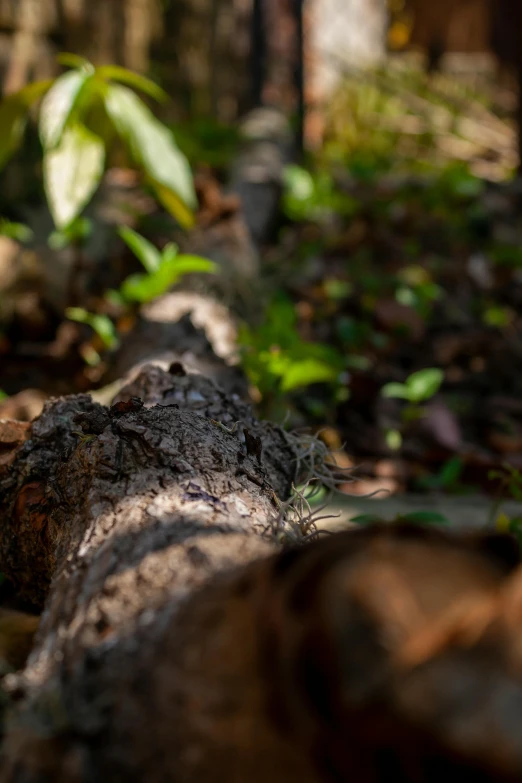 some dirt logs and green plants in a forest