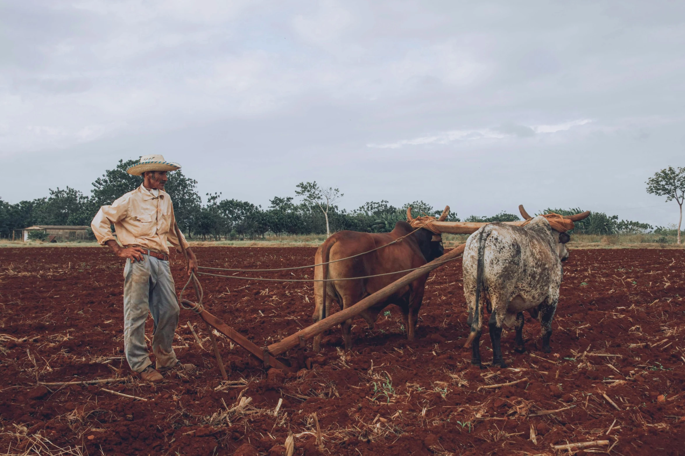 a man is plowing a field with two steers