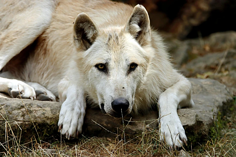 a wolf resting it's head on a rock