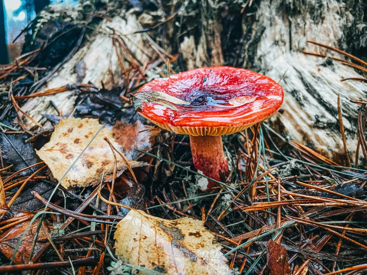 a toad fly agies on a forest floor