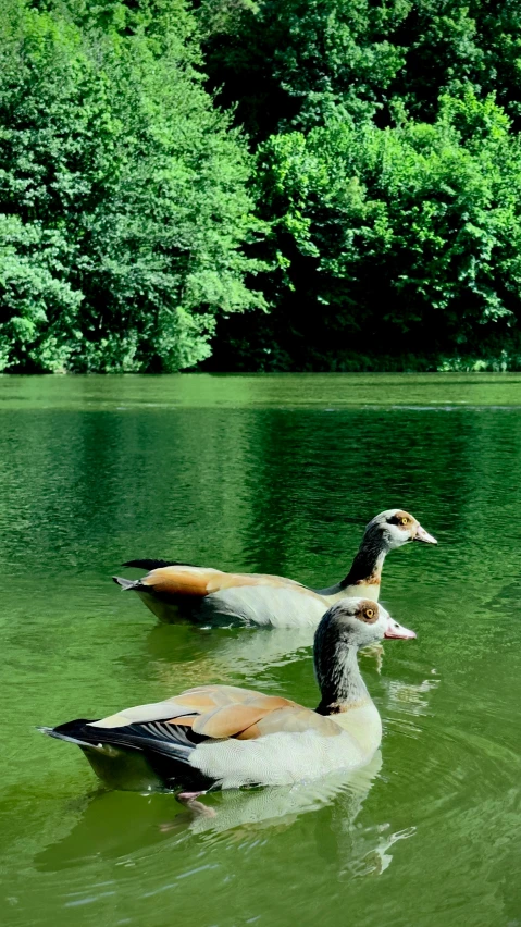 three ducks swim together in a pond