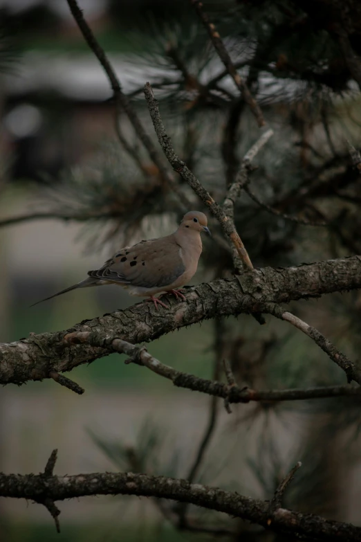 the small bird is perched on a tree nch