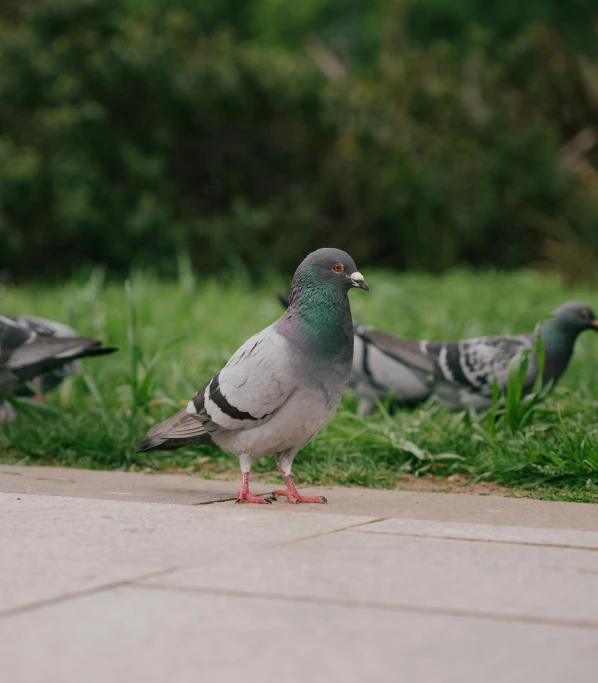 two pigeons are standing on the grass near a bird