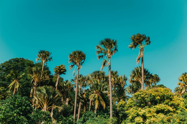 palm trees on the edge of a river