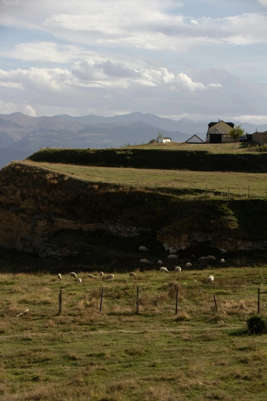 a herd of sheep are on a grassy hill