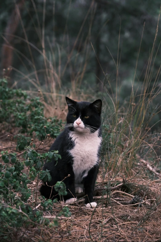 a black and white cat sits in some brush