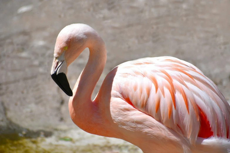 the pink bird is standing alone by the water