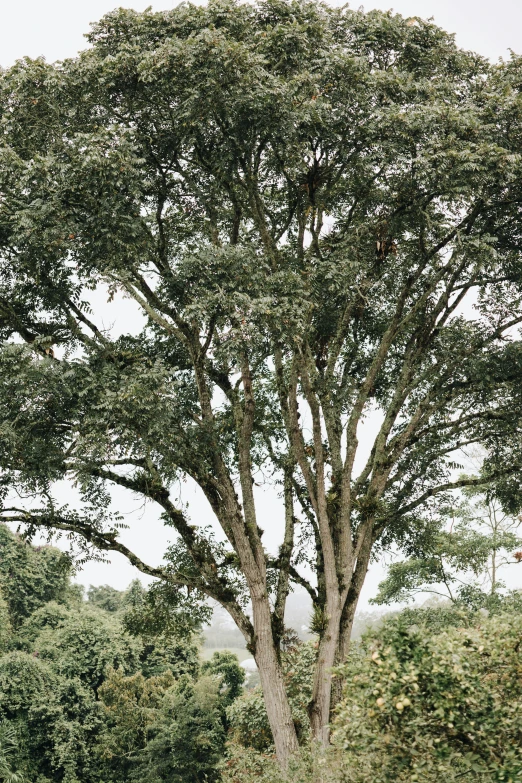 an elephant is resting under the shade of a big tree